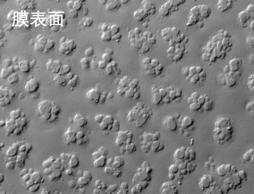 绿巨人黑科技APP烧结管式膜电镜照片 绿巨人黑科技APP烧结管式膜电镜照片